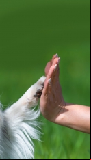 Accor Américas anuncia nova política de bem-estar animal